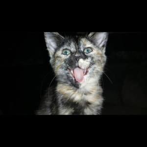 Meet your Posher, Tonya